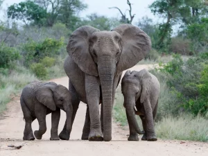 Das Bild zeigt drei Elefanten auf einem Sandweg in einer natürlichen, grünen Umgebung. In der Mitte läuft ein großer erwachsener Elefant, flankiert von zwei Jungtieren. Im Hintergrund ist dichte Vegetationen mit Bäumen und Büschen zu sehen.
