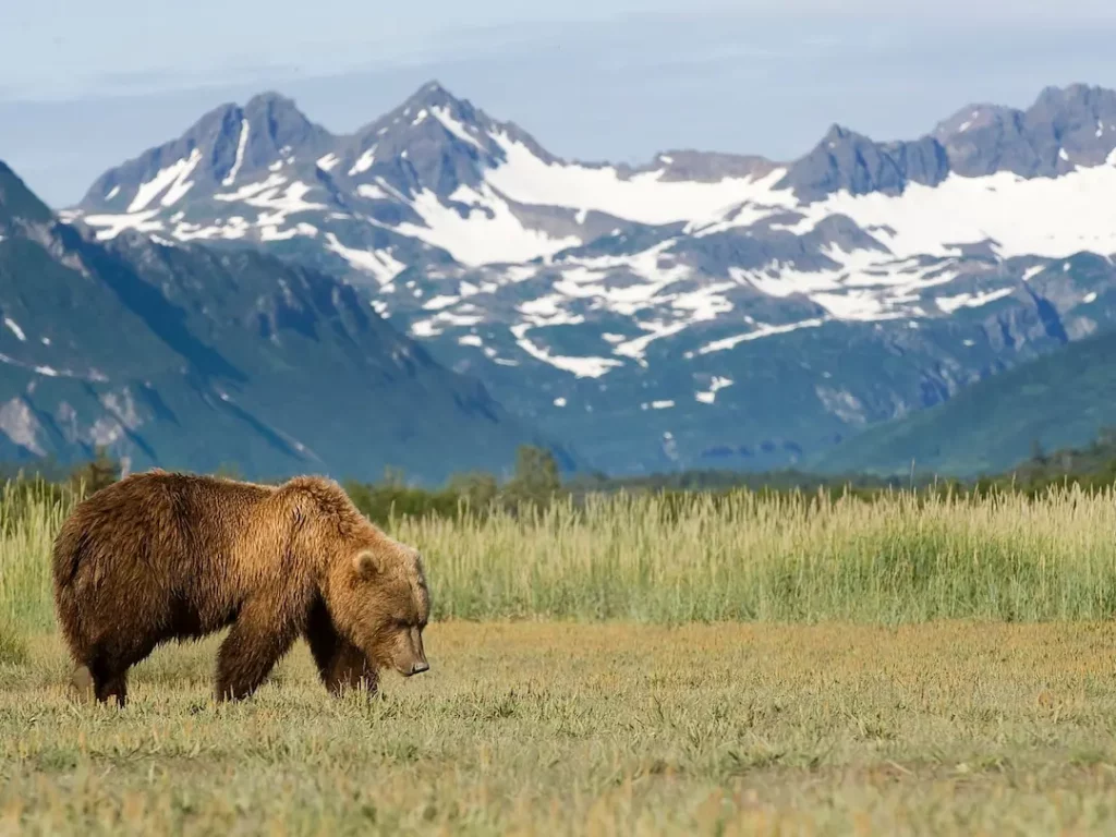 Das Bild zeigt einen Braunbären, der in der Wildnis Alaskas unterwegs ist. Im Hintergrund sind beeindruckende schneebedeckte Berge zu sehen, die die unberührte Natur der Region widerspiegeln. Der Bär scheint auf der Suche nach etwas zu sein, während das weite Grasland ihm eine natürliche Umgebung bietet. Die Szenerie strahlt Ruhe und Wildheit aus, typisch für Alaska.