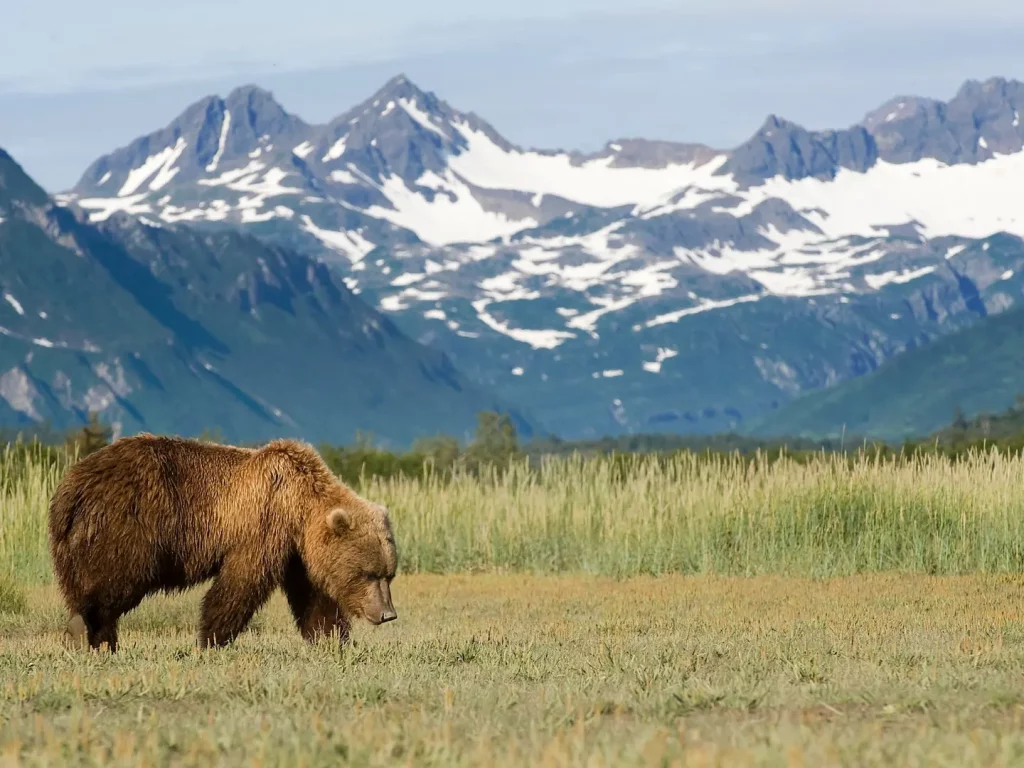 Braunbär läuft durch eine Graslandschaft vor schneebedeckten Bergen in der Tundra, Denali, Alaska.