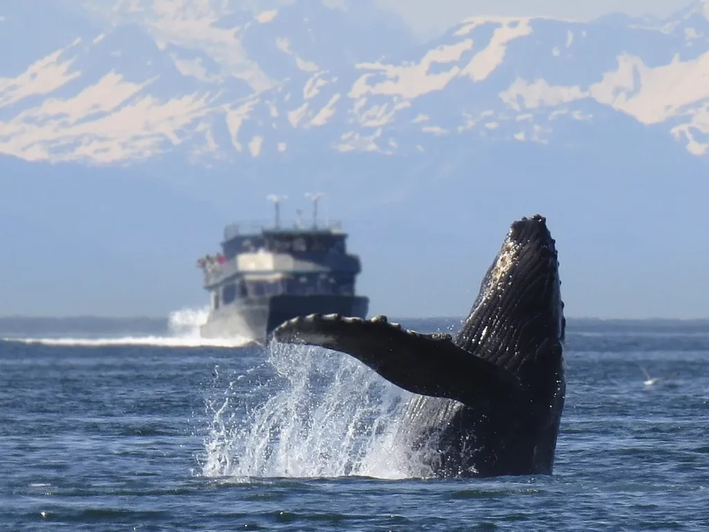 Buckelwal hebt seine Schwanzflosse aus dem Meer, während ein Boot im Hintergrund fährt.