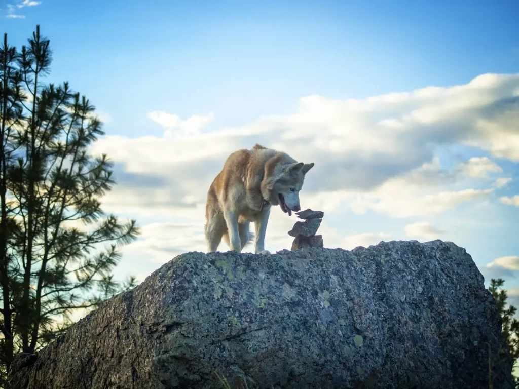 Wolf steht auf einem Felsen neben einem kleinen Steinturm vor bewölktem Himmel in Kenai, Alaska.