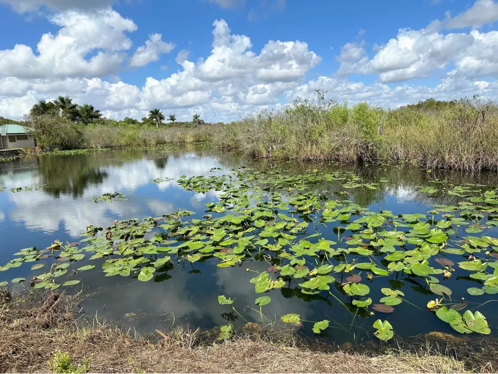 Ruhiger Wasserlauf mit Seerosen und dichter Vegetation im Everglades Nationalpark.