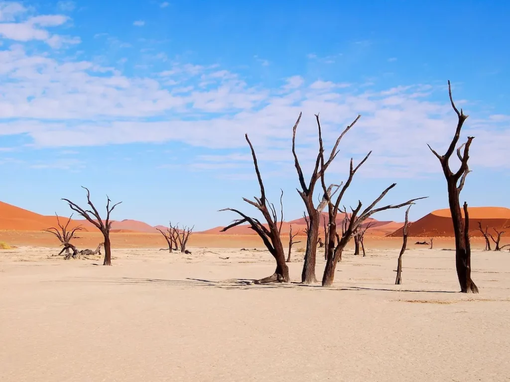 Das Bild zeigt die trockene Landschaft von Deadvlei in der Namib-Wüste in Namibia. Auf dem hellen, rissigen Lehmboden stehen abgestorbene, dunkle Bäume, die seit Jahrhunderten erhalten geblieben sind. Im Hintergrund erheben sich leuchtend orangefarbene Sanddünen unter einem klaren blauen Himmel.