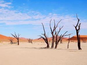 Das Bild zeigt die trockene Landschaft von Deadvlei in der Namib-Wüste in Namibia. Auf dem hellen, rissigen Lehmboden stehen abgestorbene, dunkle Bäume, die seit Jahrhunderten erhalten geblieben sind. Im Hintergrund erheben sich leuchtend orangefarbene Sanddünen unter einem klaren blauen Himmel.